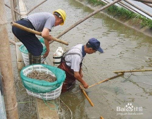 今日头条白对虾养殖技巧,今日头条揭秘实用技巧