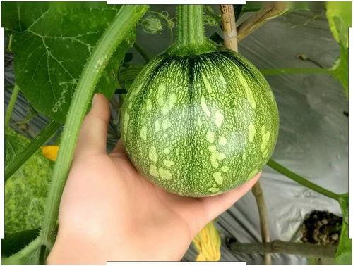 去四川吃瓜,探寻麻辣与瓜果的完美邂逅